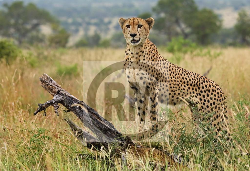 Le Gallerie Luxury Accommodation Graskop Bagian luar foto